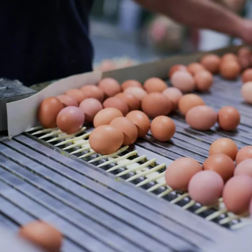 蛋品分拣设备