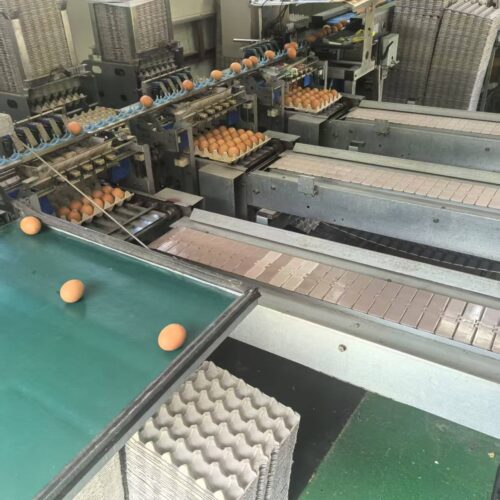 Egg tray machine