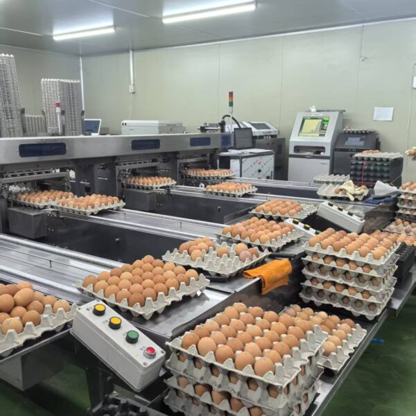 egg sorting equipment egg sorting equipment