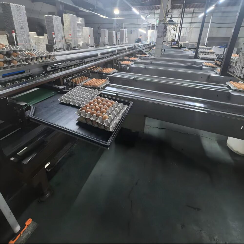 egg sorting equipment egg-sorting-equipment